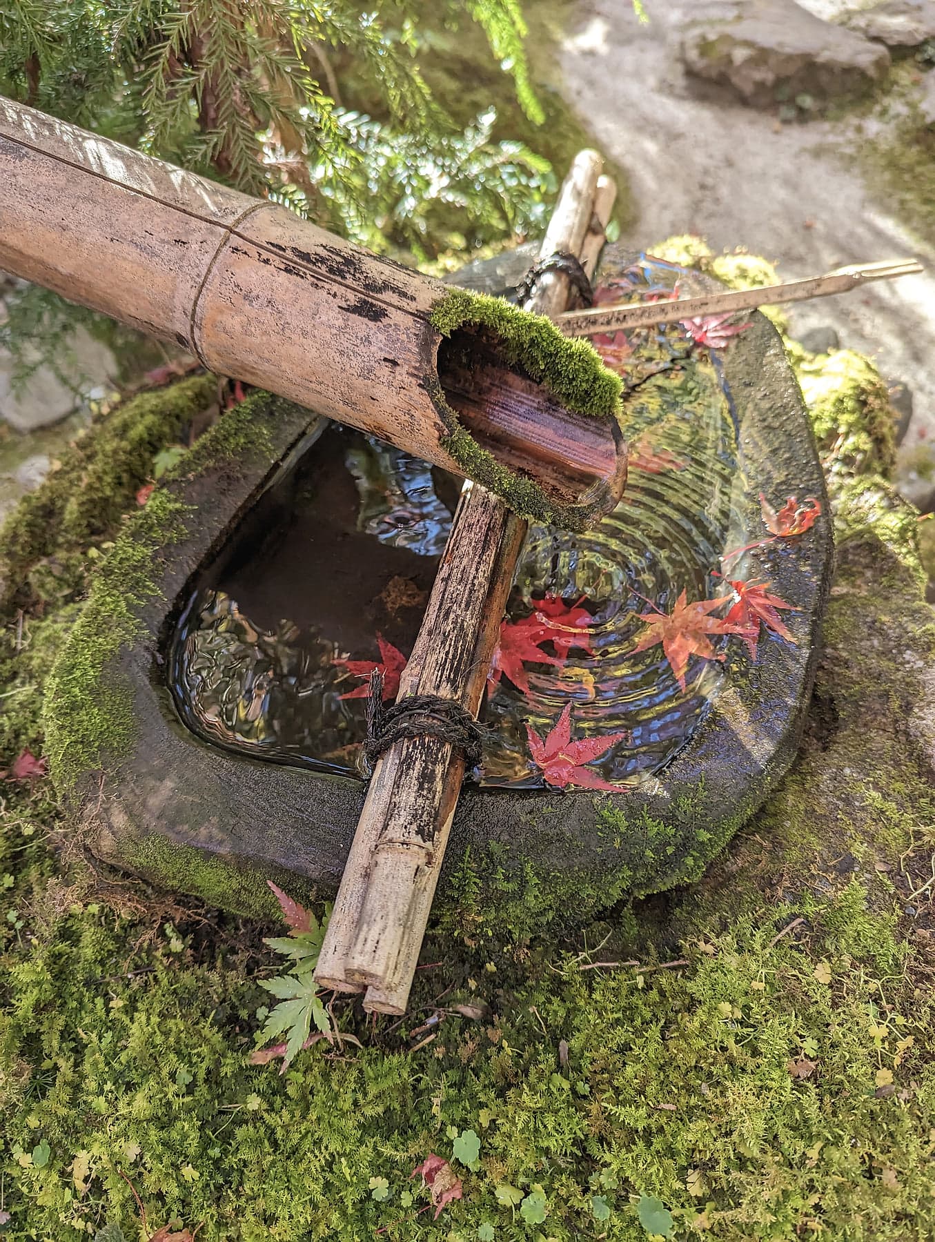 A stone tsukubai water basin in a Japanese temple garden, fallen red maple leaves floating on the surface, moss covering the bamboo ladle rest
