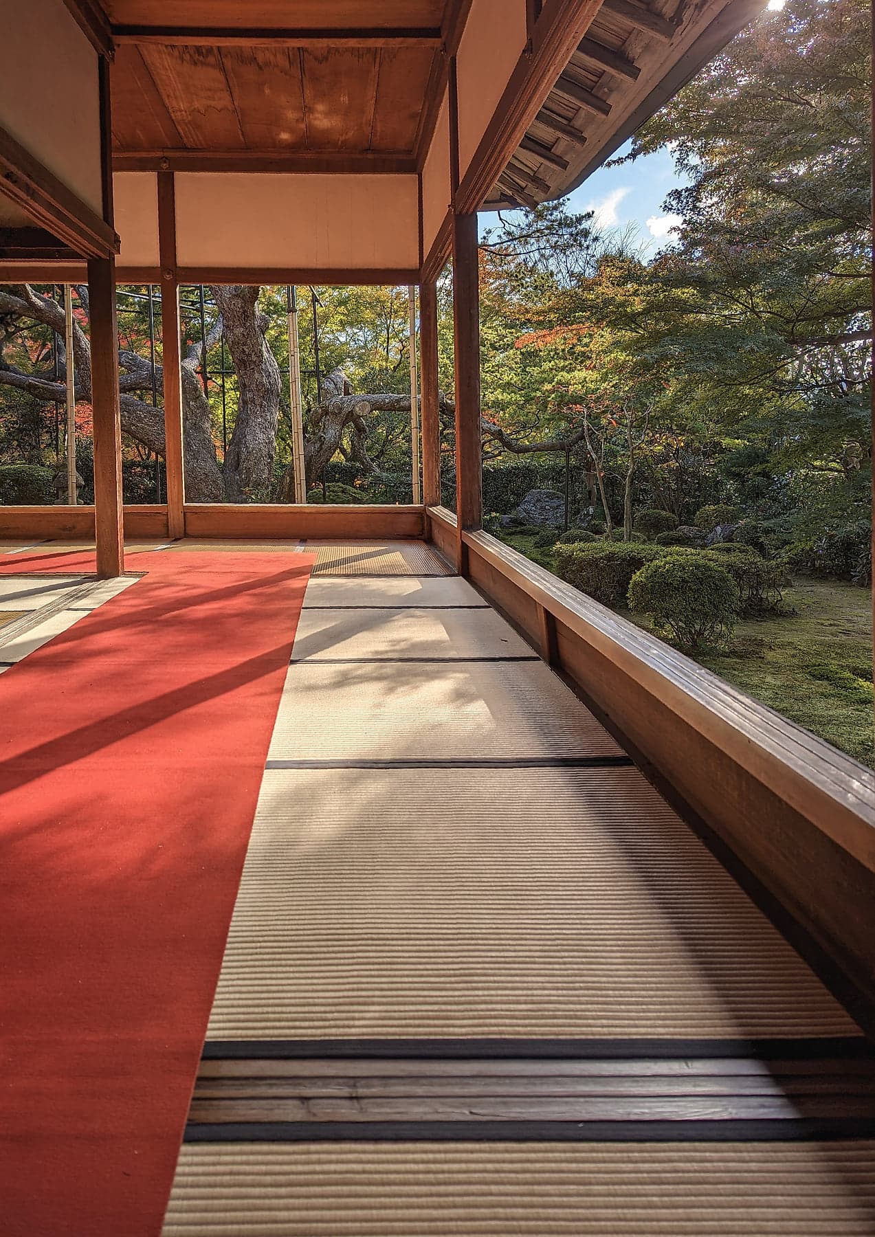 A temple veranda with red felt over tatami mats, afternoon sunlight casting geometric shadows, an autumn garden beyond