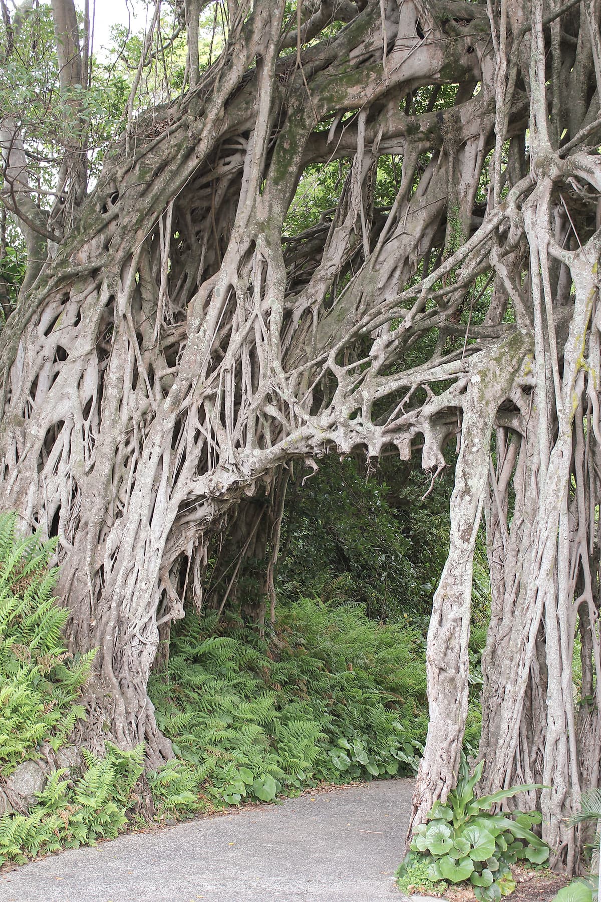 A natural archway formed by the tangled aerial roots of an ancient banyan tree on Yakushima, ferns growing at its base and a path passing beneath
