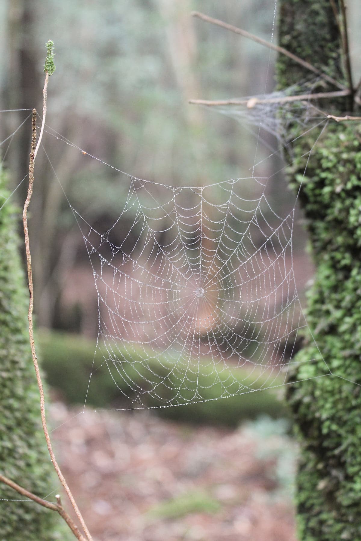 A spider web beaded with water droplets strung between moss-covered branches in the Yakushima forest
