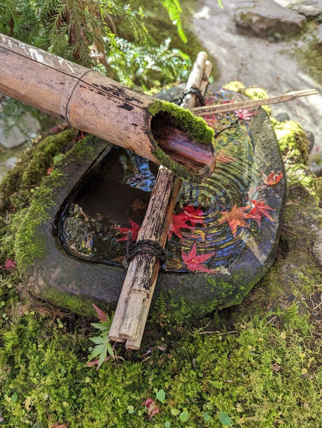 A stone tsukubai water basin with fallen red maple leaves floating on the surface, moss covering the bamboo ladle rest