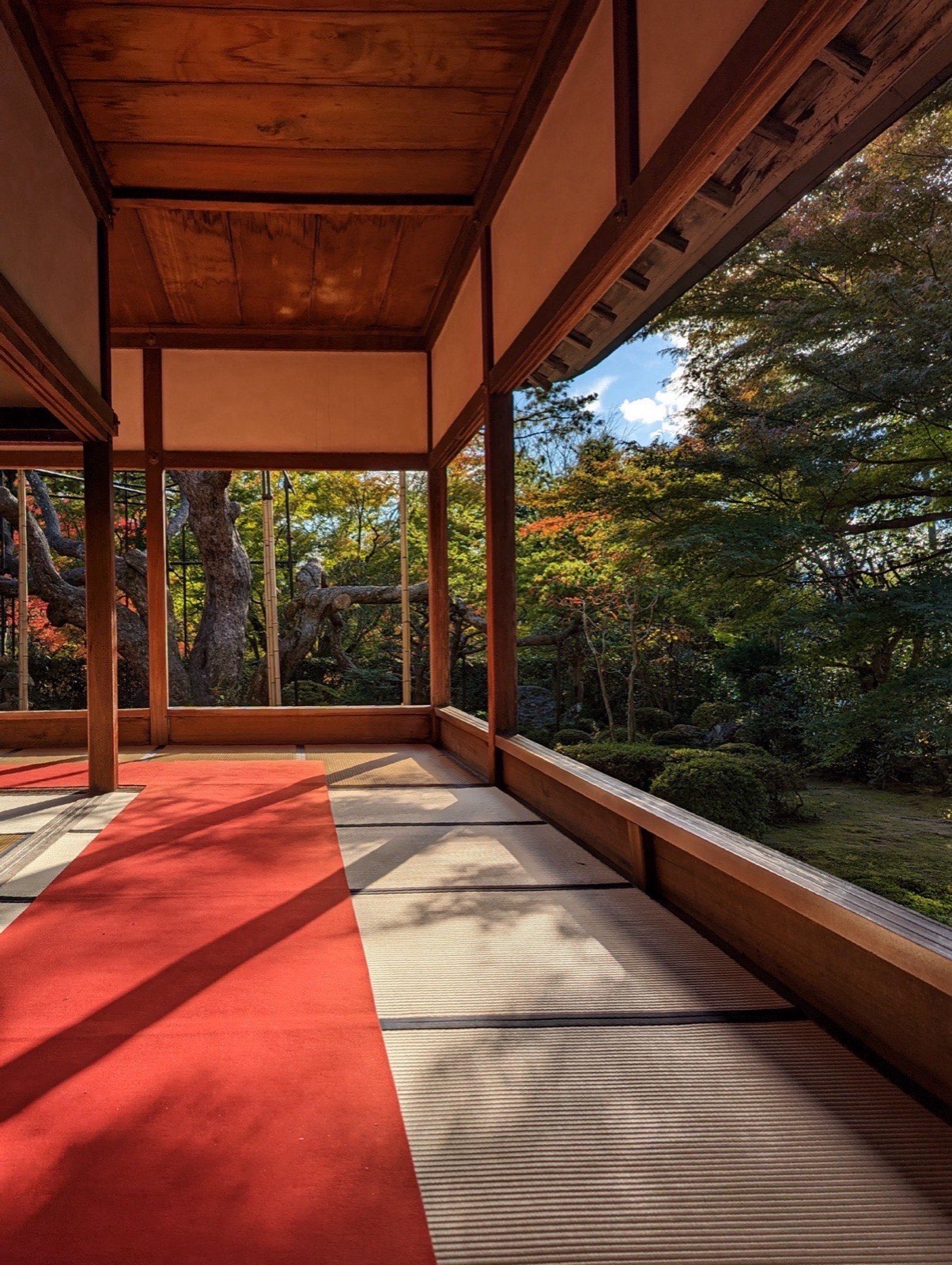 A temple veranda with red felt over tatami mats, afternoon sunlight casting geometric shadows, an autumn garden beyond