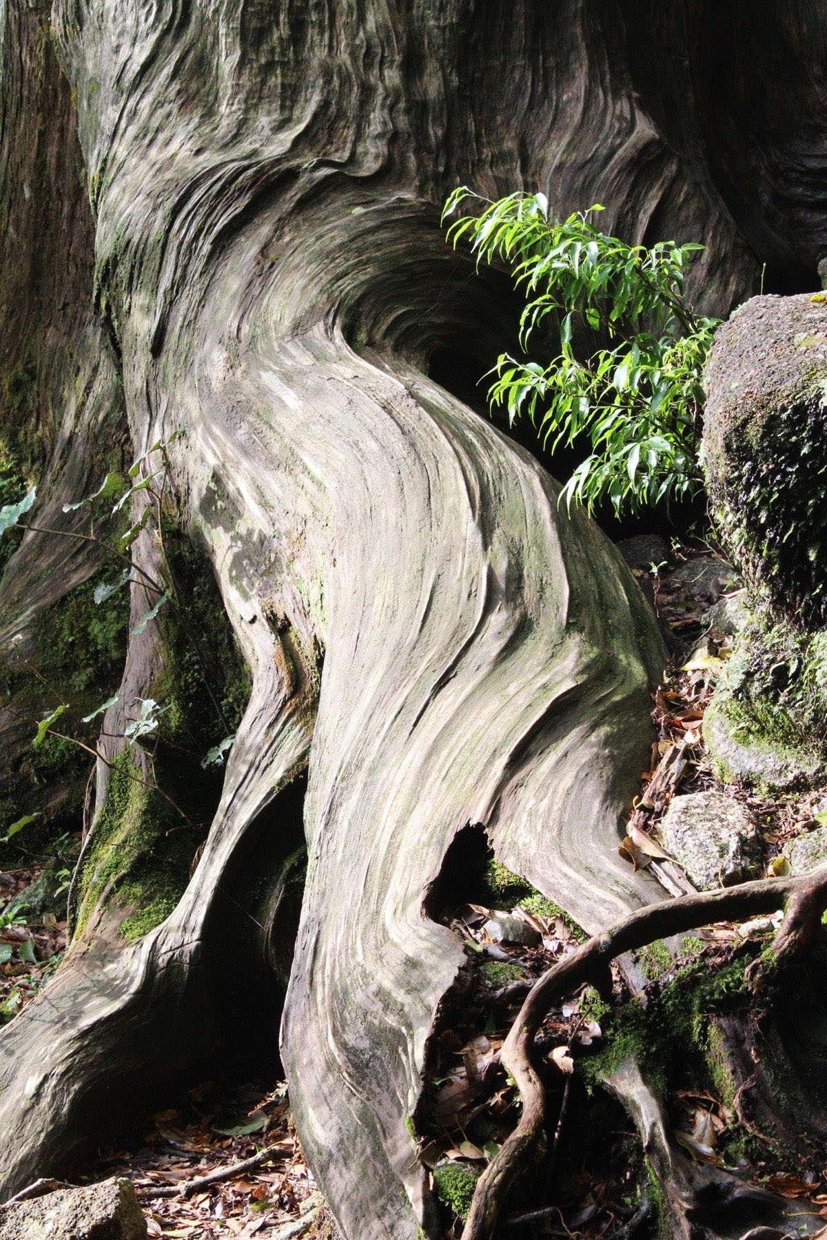 Close-up of an ancient yakusugi cedar trunk showing swirling silver-grey grain patterns shaped by centuries of wind and rain