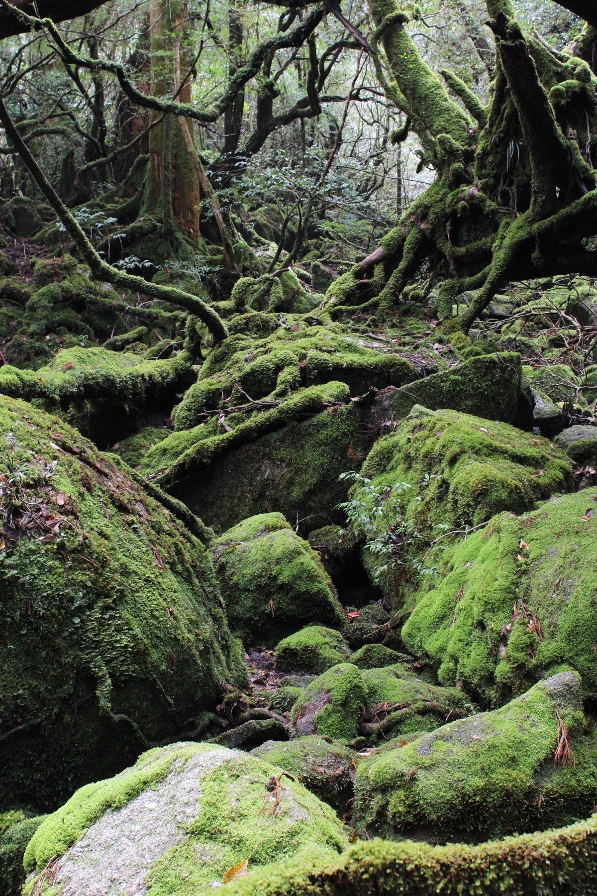 Moss-covered boulders and twisted tree roots on the forest floor of Yakushima's Shiratani Unsuikyo ravine, every surface a deep saturated green