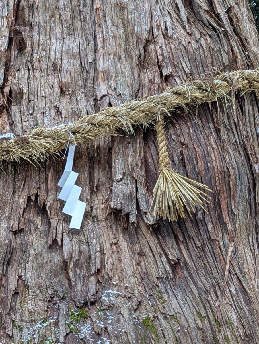 Close-up of a shimenawa sacred rope of twisted rice straw with shide paper streamers tied around the ancient bark of a cedar tree at Togakushi Shrine